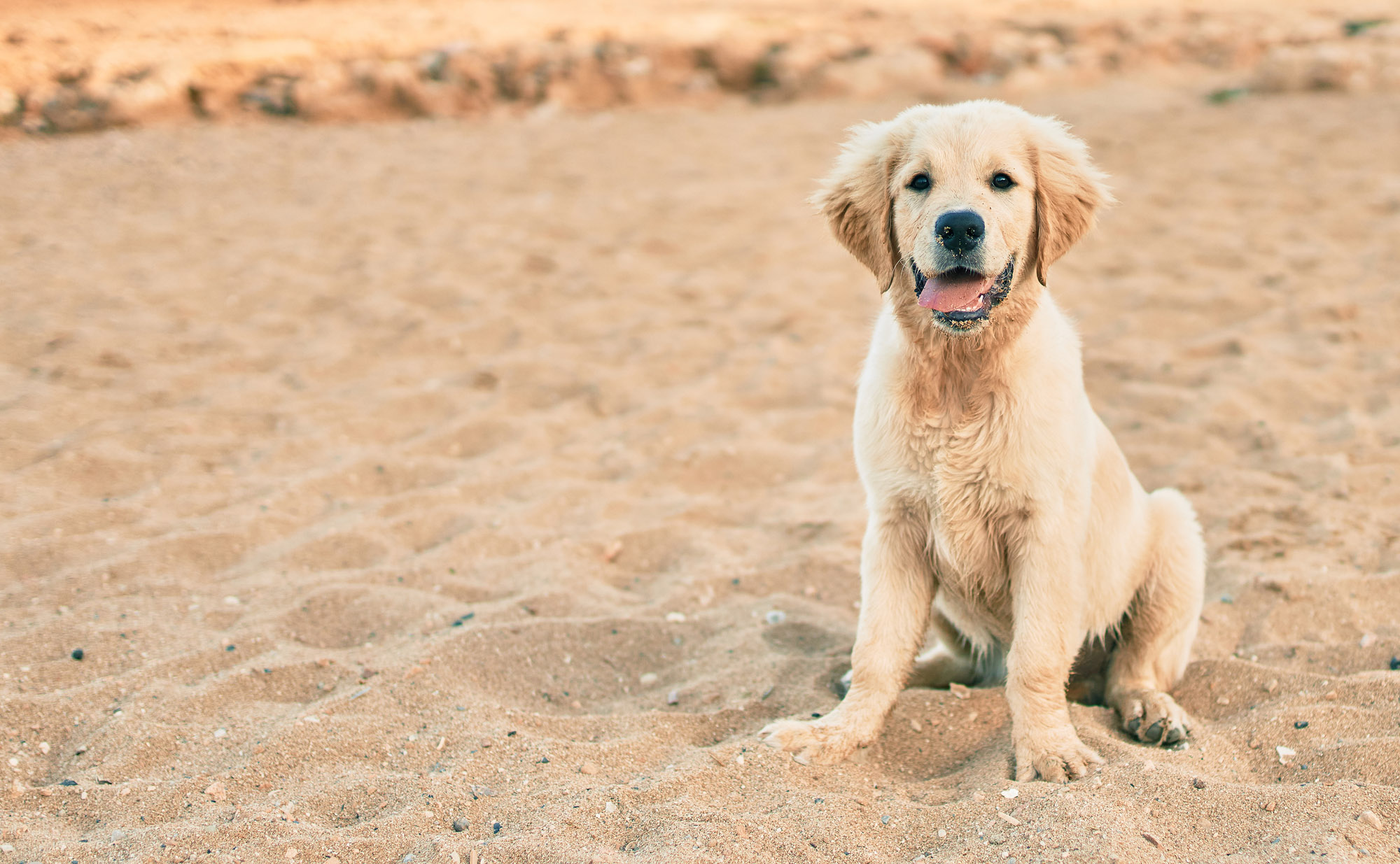 Golden-Retriever-Welpe im Sand